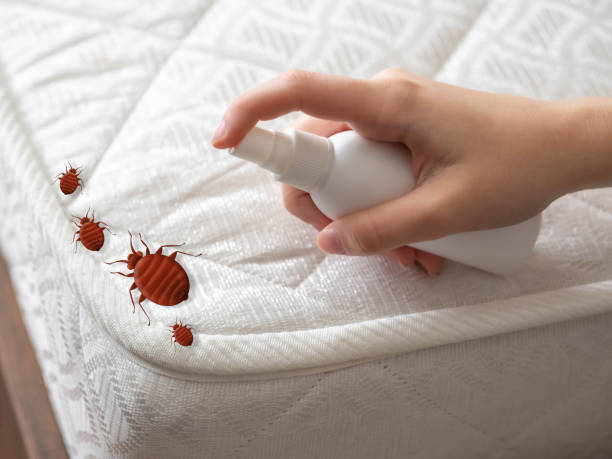 Best Bed Bug Extermination  in Fergus Falls, MN