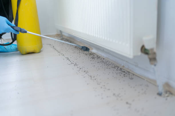 Best Insect Control  in Fergus Falls, MN